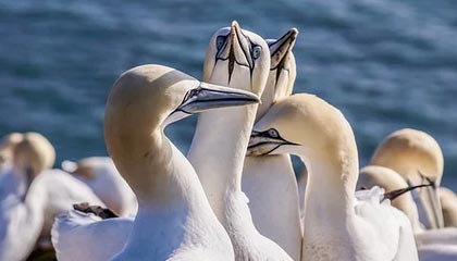 开云官网-bob半岛体育官网：开启放心娱乐的新纪元